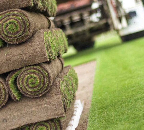 İstanbul Hazır Rulo Çim