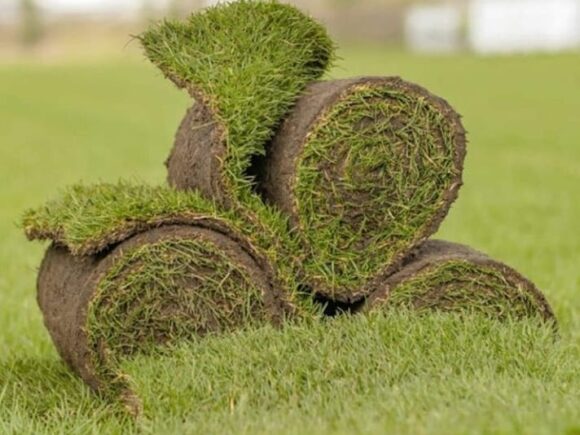 Şişli Hazır Rulo Çim: Bahçelerinizde Hızlı ve Kusursuz Çim Çözümleri