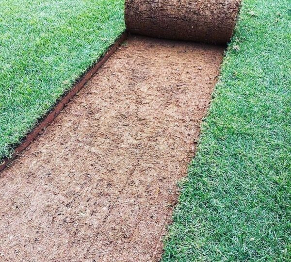 İstanbul Hazır Rulo Çim